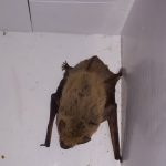 Bats in Attic