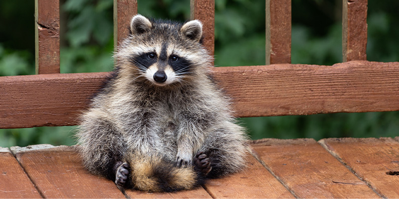 Raccoon Removal in Greensboro, North Carolina