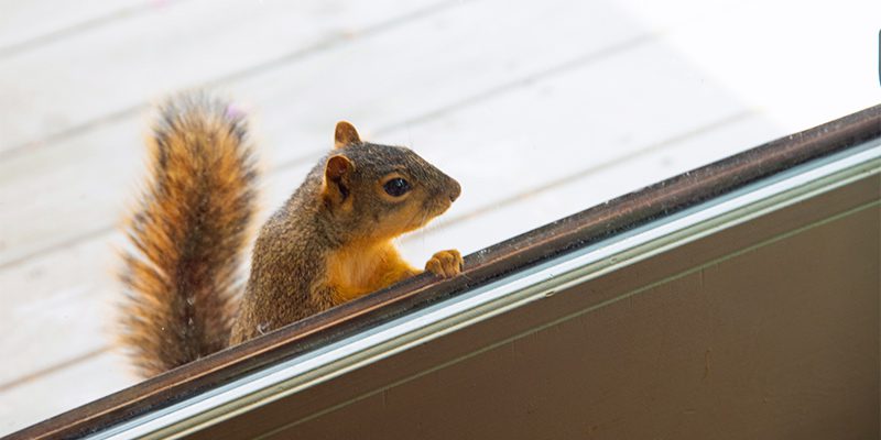 Squirrel Removal in Kernersville, North Carolina