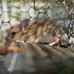 Rodent Damage Repair in Greensboro, North Carolina