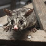Opossum Removal in Greensboro, North Carolina