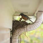 Bird Removal in Greensboro, North Carolina