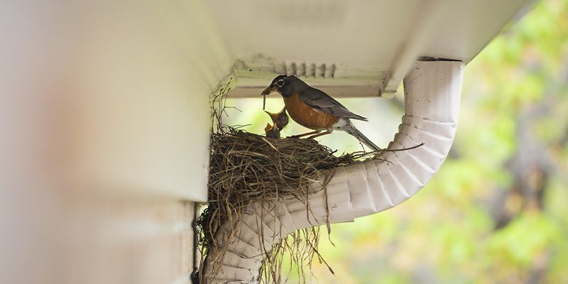 Bird Removal in Kernersville, North Carolina