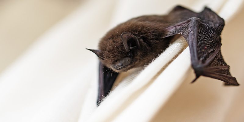 3 Signs You Need Bat Removal Services
