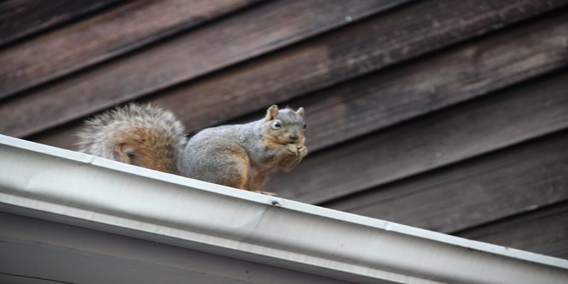 Benefits of Professional Squirrel Removal Services