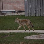 Coyote Removal in Greensboro, North Carolina
