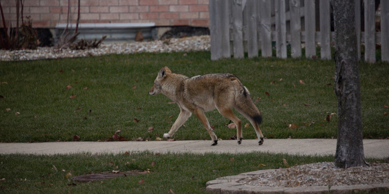Coyote Removal in Greensboro, North Carolina