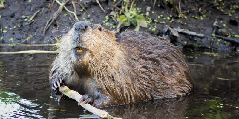 Beaver Removal in Greensboro, North Carolina