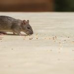 Rodent Removal in Greensboro, North Carolina
